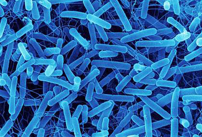 Bacillus subtilis - världens minsta fabrik